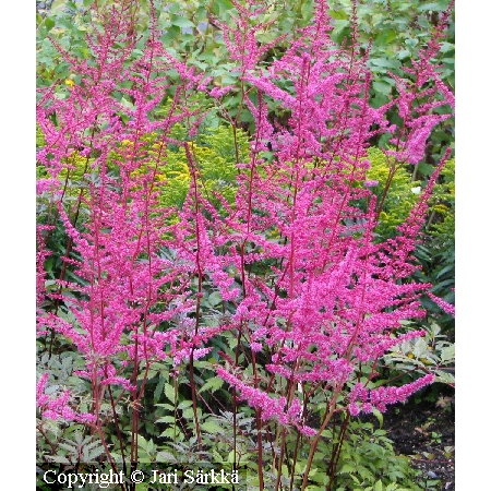 Astilbe Arendsii-ryhm&auml; 'Gloria'
